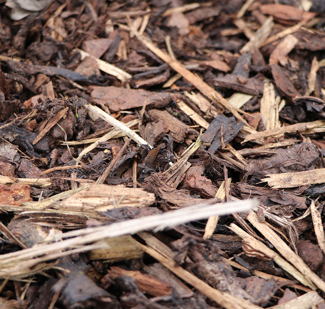 Picture of landscape bark chippings